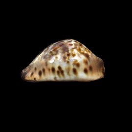 jeaniana sherylae 62,0mm
