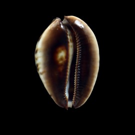jeaniana sherylae 62,0mm