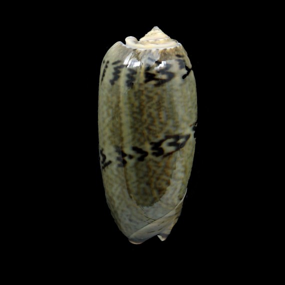 vidua fulminans 59,0mm BIG