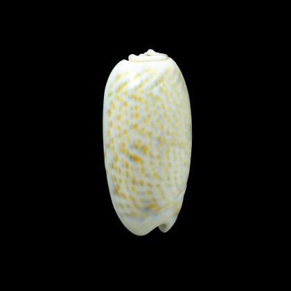 tricolor 46,0mm