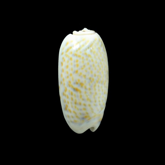 tricolor 46,0mm