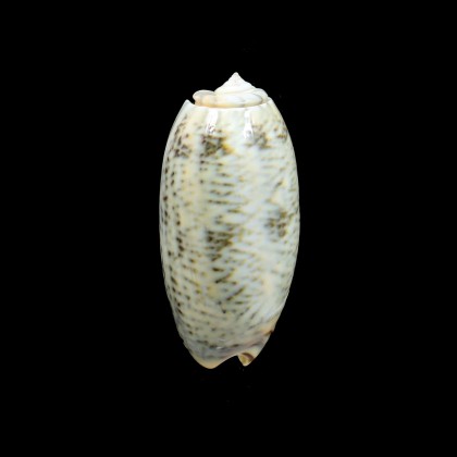 reticulata zebra 54,0mm BIG
