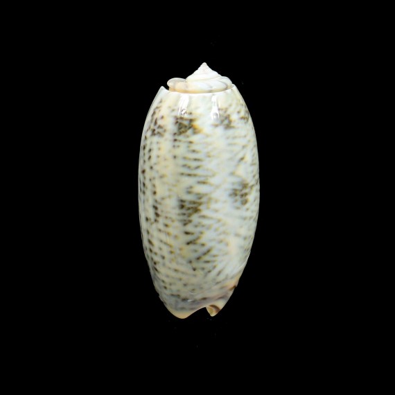 reticulata zebra 54,0mm BIG