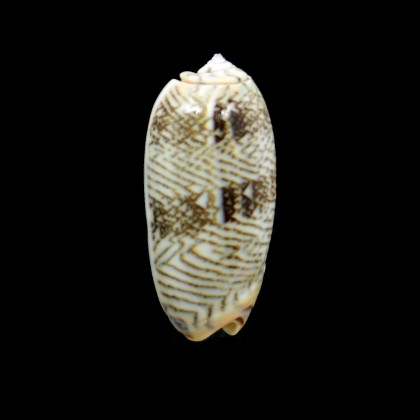 reticulata zebra 45,0mm SUPERB