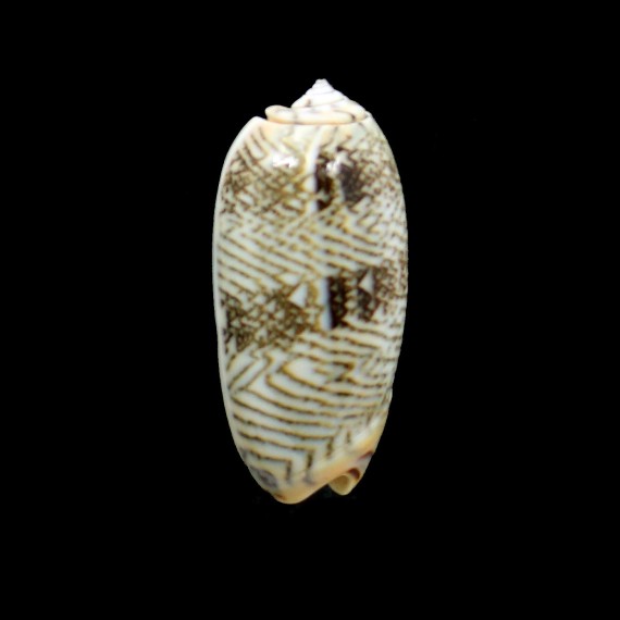 reticulata zebra 45,0mm SUPERB