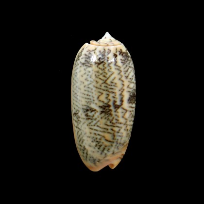 reticulata zebra 48,0mm SUPERB
