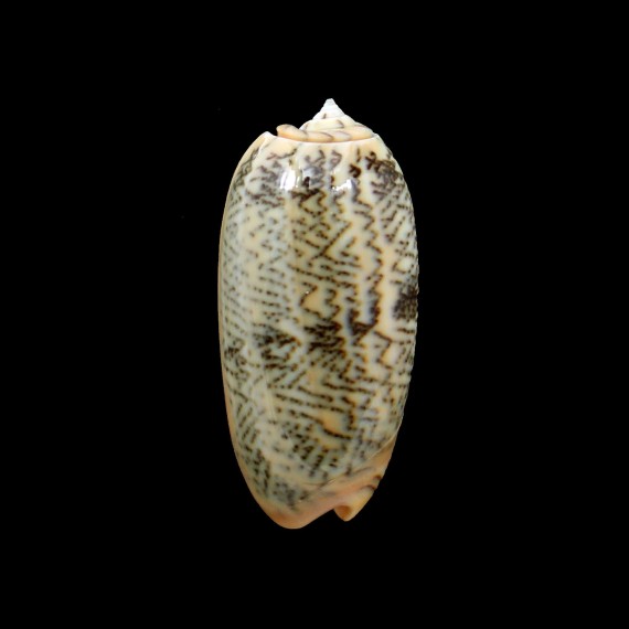 reticulata zebra 48,0mm SUPERB