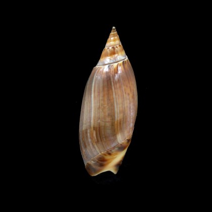 travassosi 54,0mm