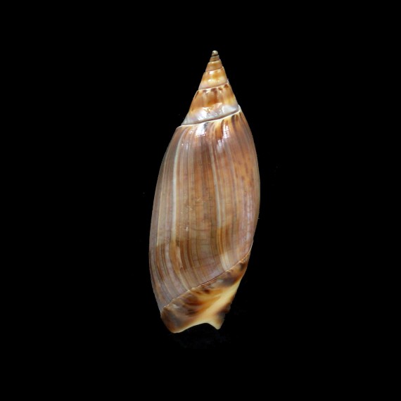 travassosi 54,0mm