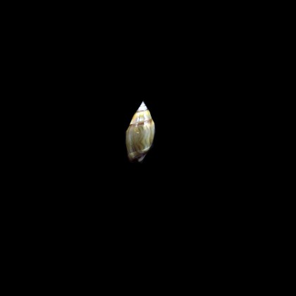 minuta 10,0mm UNCOMON