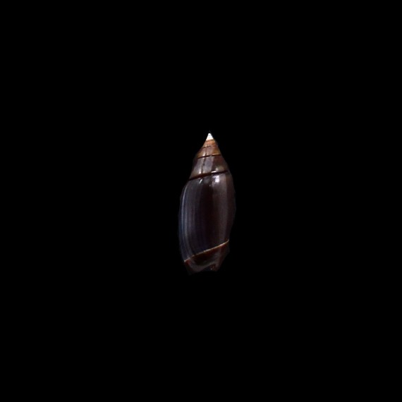 volutella 19,0mm RARE