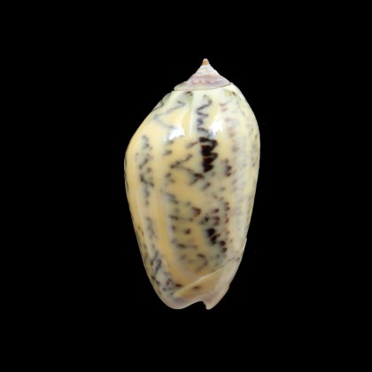 incrassata burchora 42,0mm