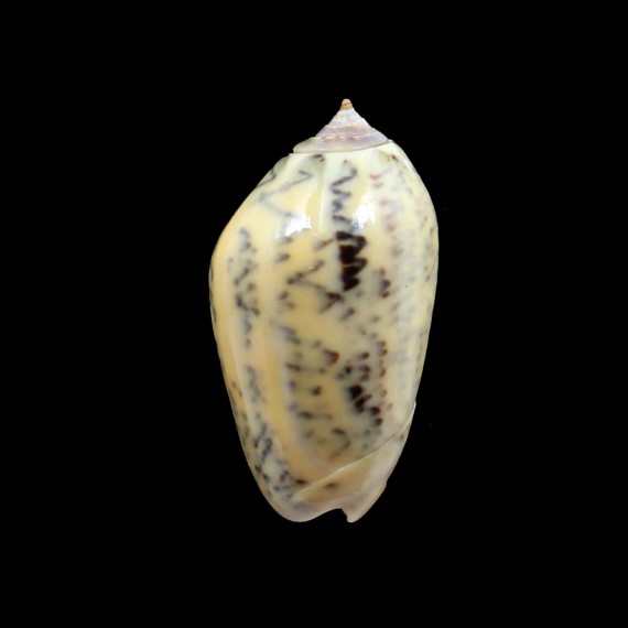 incrassata burchora 42,0mm