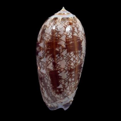 porphyria 103,0mm