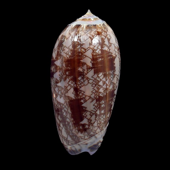 porphyria 103,0mm