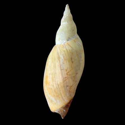 ancilla 140,0mm