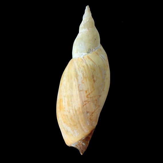ancilla 140,0mm
