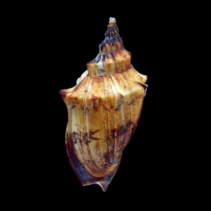 arabica 87,0mm