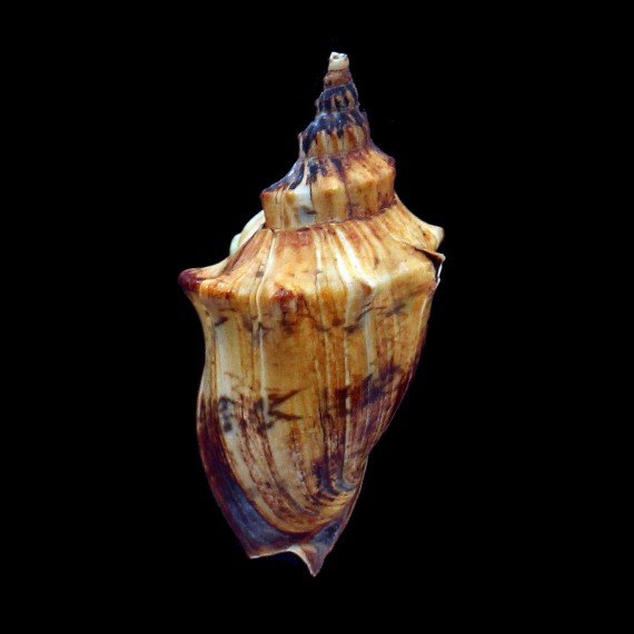 arabica 87,0mm