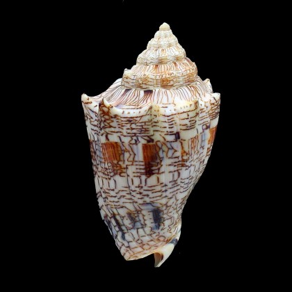 ebaraea 100,0mm