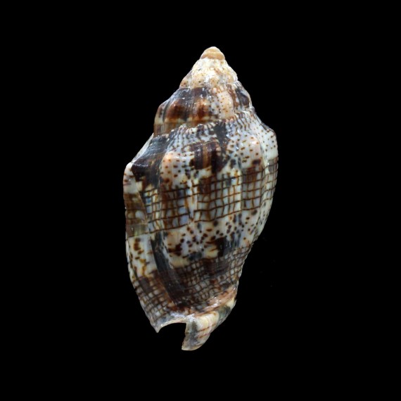 musica 52,0mm