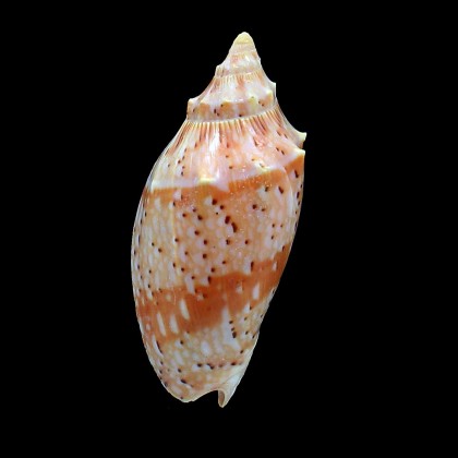 pulchra frazeriensis 75,0mm