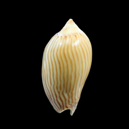 zebra 48,0mm