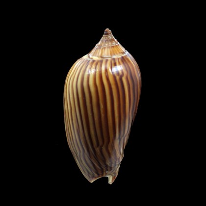 zebra 56,0mm NICE COLOR