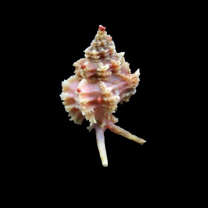 judithae 29,0mm