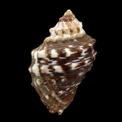 haemastoma 64,0mm