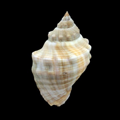 haemastoma 82,0mm BIG