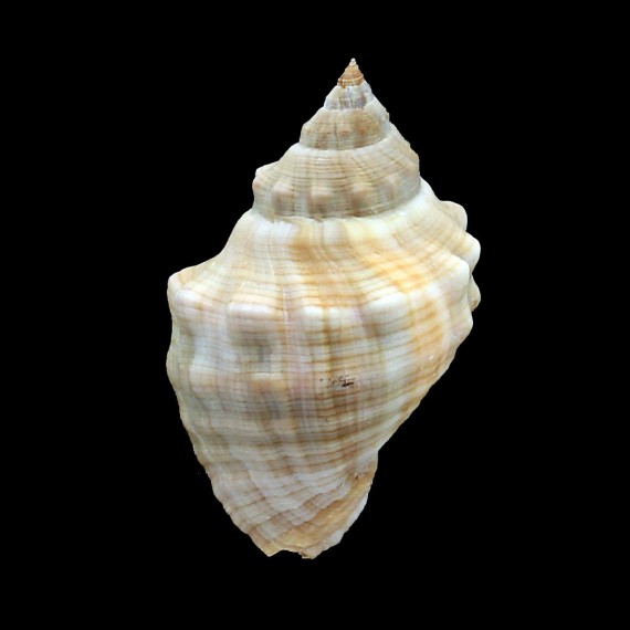 haemastoma 82,0mm BIG
