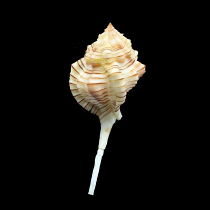 perelegans 66,0mm