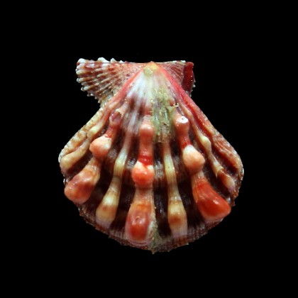 nodosus 34,2mm