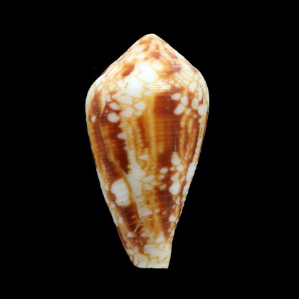 retifer 48,8mm BIG
