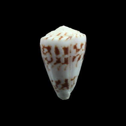 trochulus 41,3mm