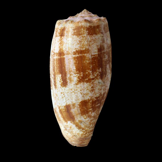 geographus 134,0mm NC