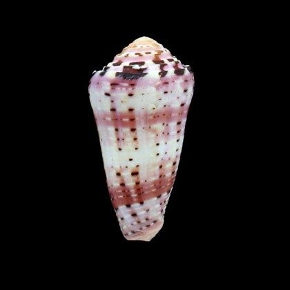 aurisiacus 56,0mm