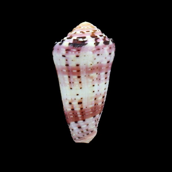 aurisiacus 56,0mm
