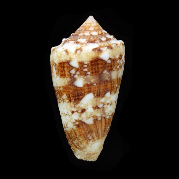 ammiralis pseudocedonulli 38,2mm