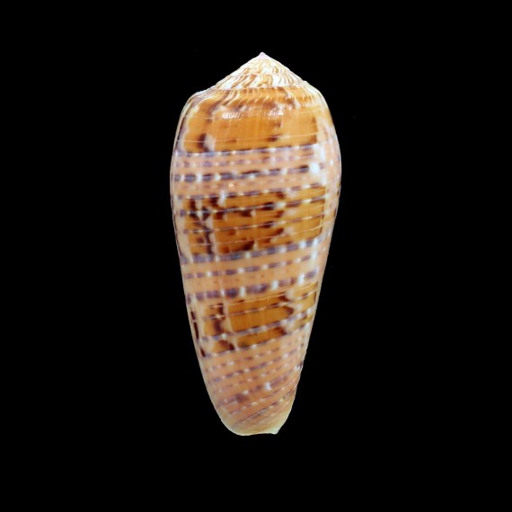 dusaveli 75,0mm