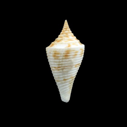 pagoda 34,0mm