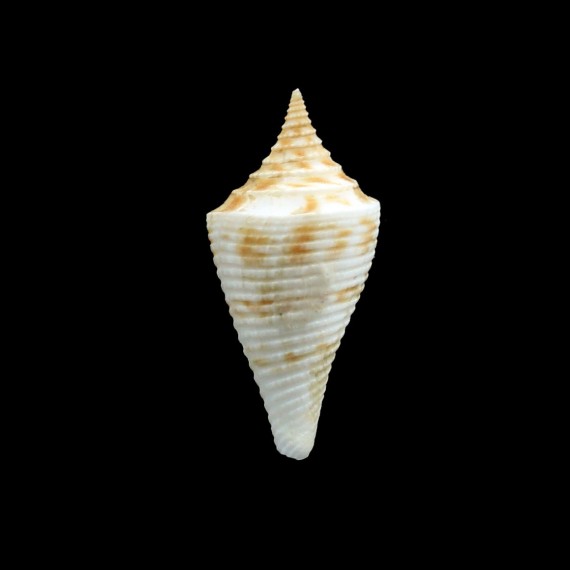 pagoda 34,0mm