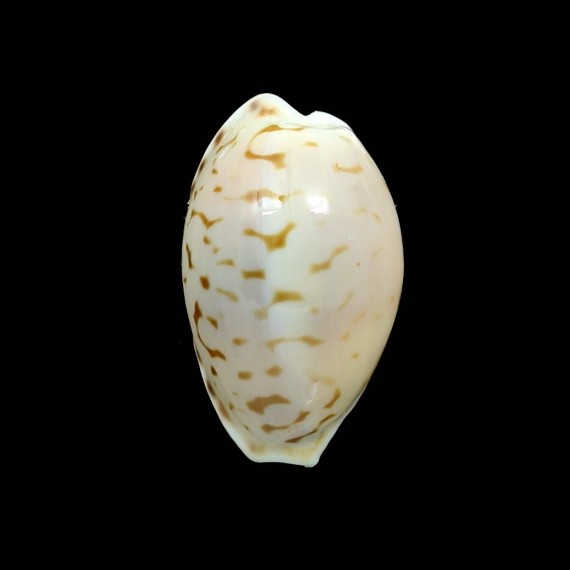 pelliserpentis 22,2mm UNCOMMON