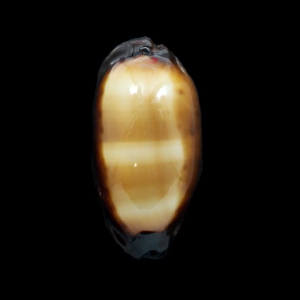 talpa vivida 52,5mm