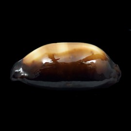 talpa vivida 52,5mm