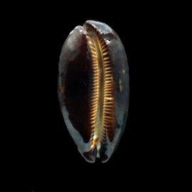 talpa vivida 52,5mm