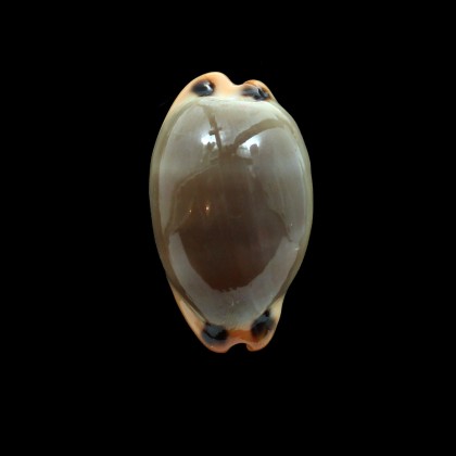 lurida pulchroides 39,0mm