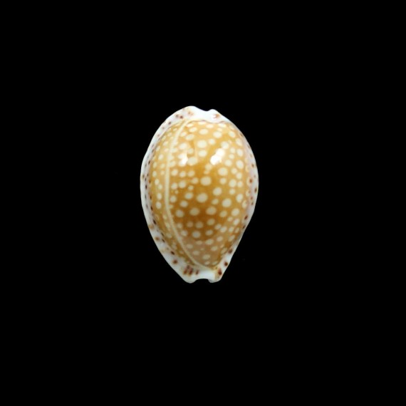 gaskoini 24,0mm