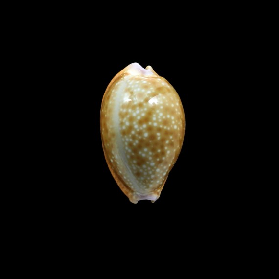 helvola 31,0mm BIG